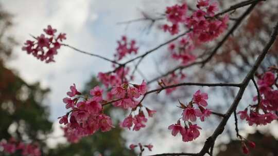 樱花绯樱钟花樱开花