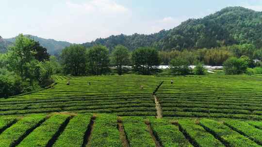 航拍采茶 茶园 茶叶