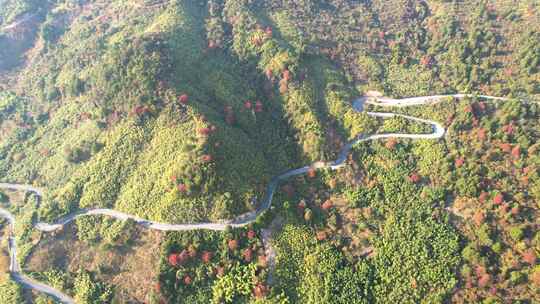 杭州临安浙西天池秋天盘山公路风景航拍