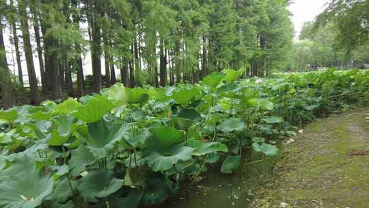 夏季农业种植荷花荷叶莲藕实拍