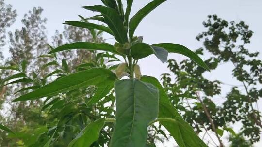 未成熟芝麻植物