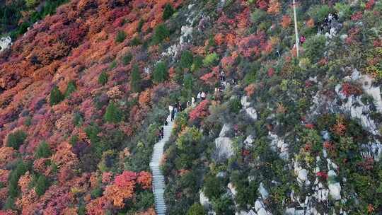 秋日红叶森林航拍满山红叶