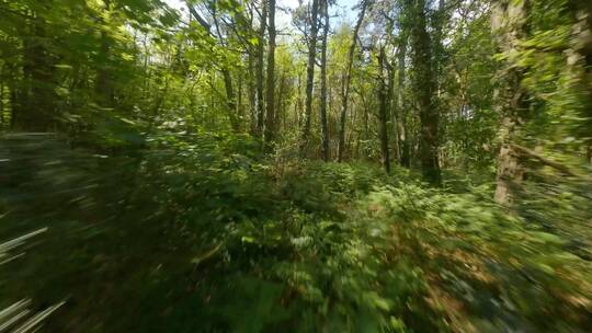 无人机穿越原始森林航拍树林