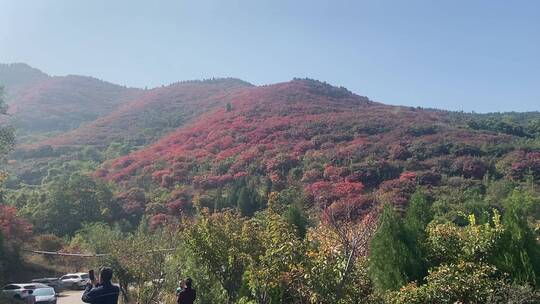 济南捎近村秋季红叶景色