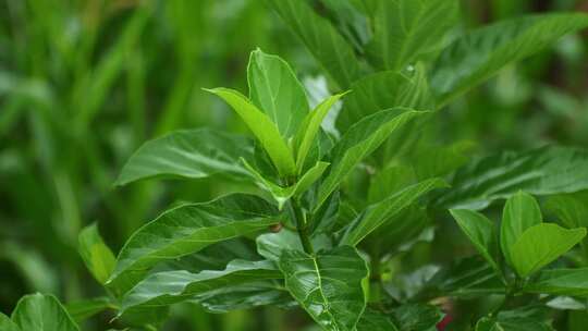 雨景雨中的绿叶植物