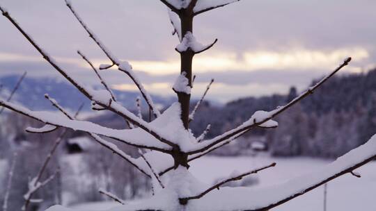 树枝上的积雪景观