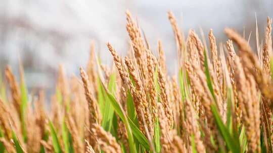 粮食丰收 万亩良田