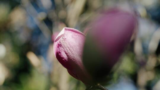 【4K】红玉兰花苞，玉兰花广告级素材