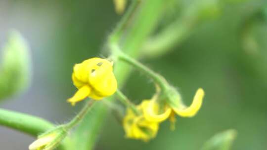 黄色番茄花的特写镜头