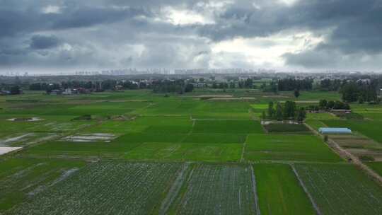 春暖花开 万物复苏 春分
