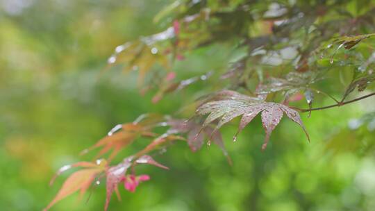 雨滴在树叶上