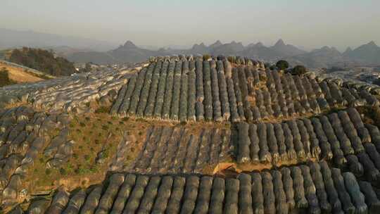 广西金桔种植基地