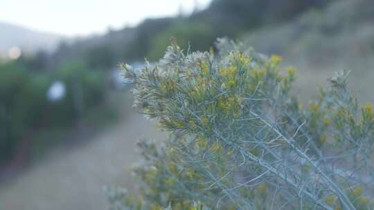 橡胶兔刷野生植物