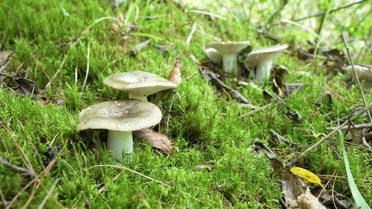 【4K原创】原始森林野生蘑菇绿色苔藓植物8