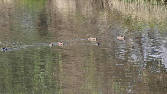 水中池塘野鸭游动觅食场景