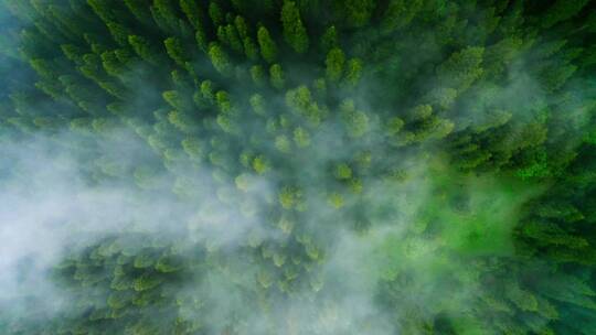 云海中的原始森林视频素材模板下载