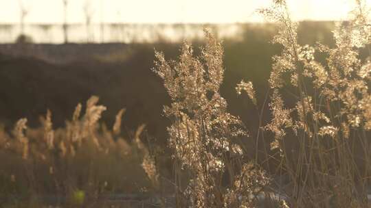 芦苇 草 风景 晚霞 湿地 夕阳