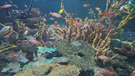 海底鱼群珊瑚礁