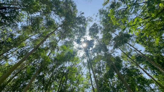 森林树林森林阳光穿透树林4K60帧视频素材模板下载