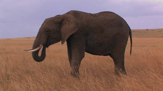 大象在非洲平原觅食视频素材模板下载