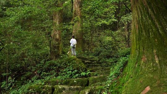 杭州西天目山的百年老树和山林