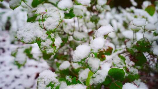 冬季皑皑白雪覆盖在绿叶上