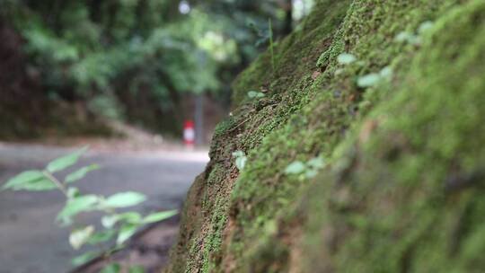 农村山路空镜头