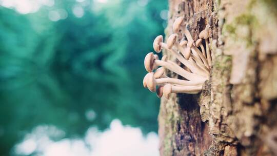 森林里自然生长的真菌