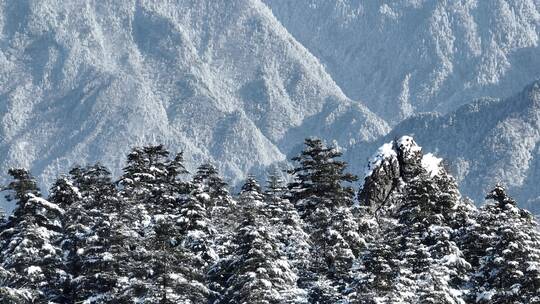 航拍湖北神农架原始森林群山冬季雪景雪松视频素材模板下载