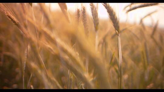 在日落时分准备收割的小麦