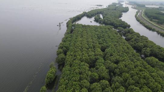 被水淹没森林植物航拍视频素材模板下载