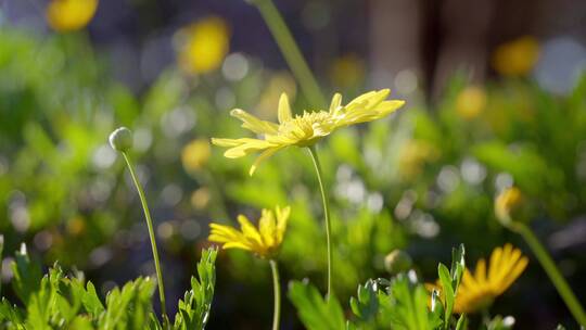 阳光下的黄金菊花