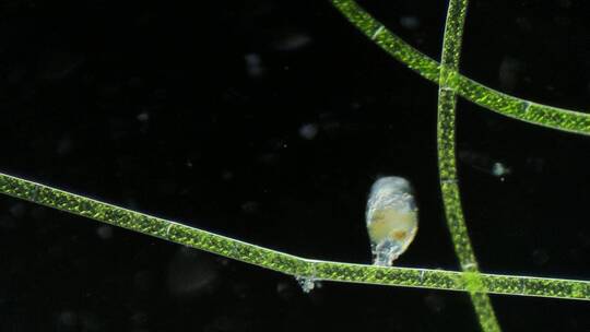 浮游生物动物素材，显微镜下的轮虫3视频素材模板下载