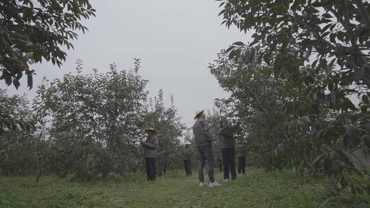 柿子树成熟火晶柿子红色挂满枝头镜头合集4