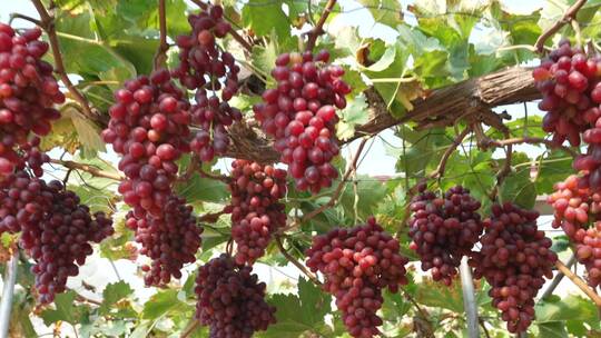 四川葡萄种植大棚实拍