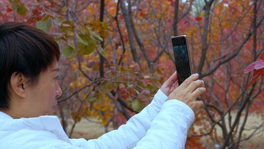 升格实拍秋天游览公园用手机拍照红叶的女性