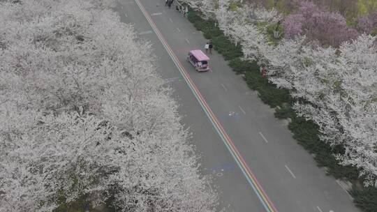 孤柏渡飞黄旅游区樱花园鲜花盛开