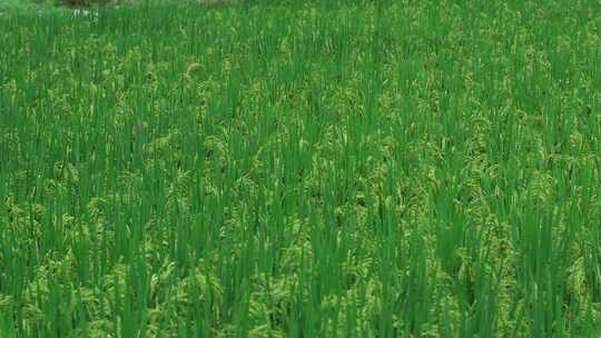 农村水稻稻田农业粮食生态环境素材