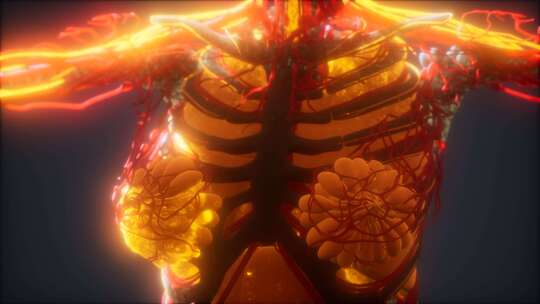 3d渲染医学上准确的心脏和血管动画视频素材模板下载