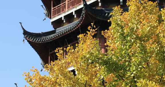 秋天阳光银杏苏州北寺塔古建筑局部特写