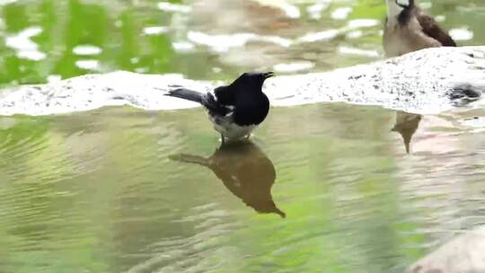午后大自然里小溪上快乐的戏水小鸟
