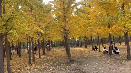济南黄河银杏林，千亩金黄景色壮观