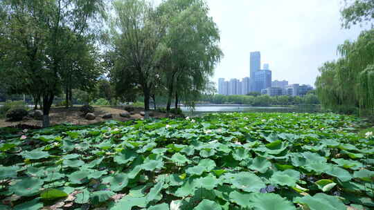 武汉江汉区后襄河公园