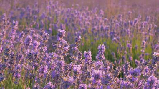 紫色花海紫色的花春暖花开春天自然唯美美景