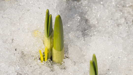 冰雪融化 植物生长