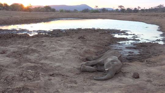 大象躺在水坑旁视频素材模板下载
