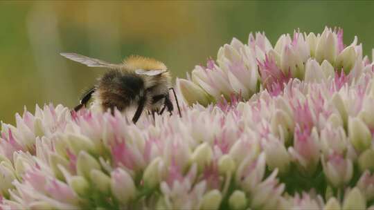 Carder Bee，昆虫，授粉，石杉