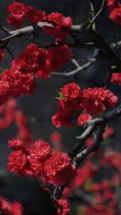 红色的花树