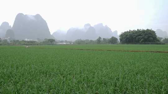 下雨中的绿油油的稻田