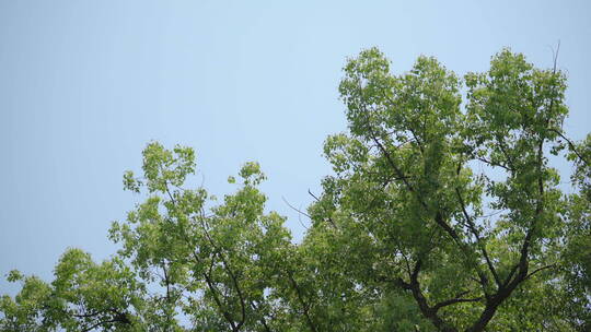 220516银杏树林B01683906